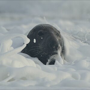 aacomp helgoland 20141227 1671