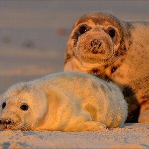 aacomp helgoland 20141228 2769 01