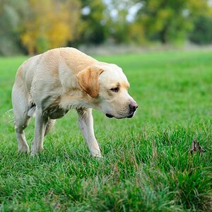 Henry und das Blatt