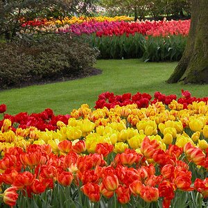 Keukenhof tulpen