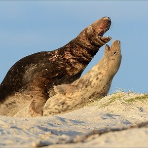 aacomp helgoland 20141228 3231