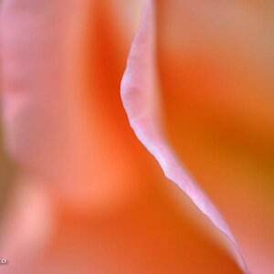 comp Rose4