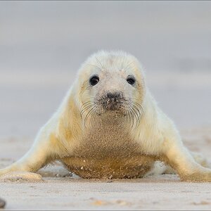 aacomp helgoland 20141229 5401