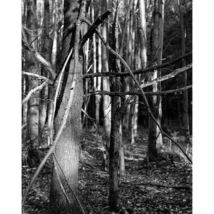 wald3