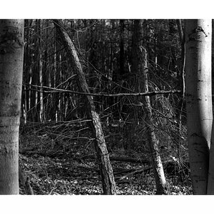 wald
