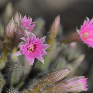 Kakteenblüten 2