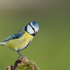 blaumeise 01