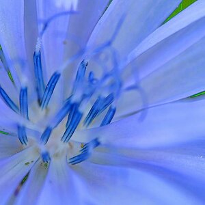comp Blau