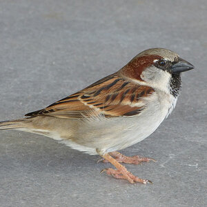 Spatz