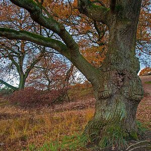 comp Herbsteiche