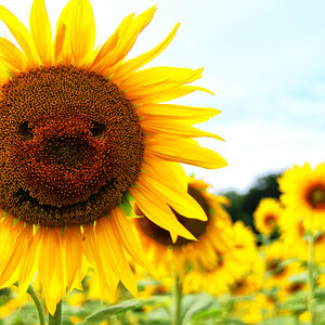 Sonnenblume B