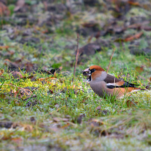 DSC 3322 Kernbeisser
