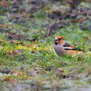 DSC 3324 Kernbeisser