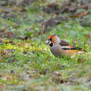 DSC 3325 Kernbeisser