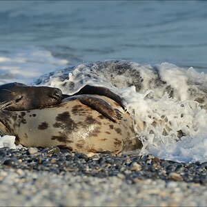 aacomp helgoland 20141229 7905