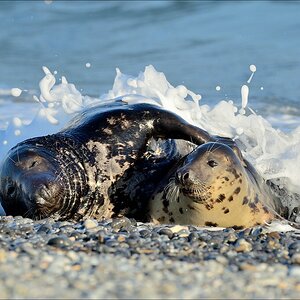 aacomp helgoland 20141229 7893