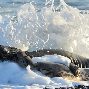 aacomp helgoland 20141229 7699