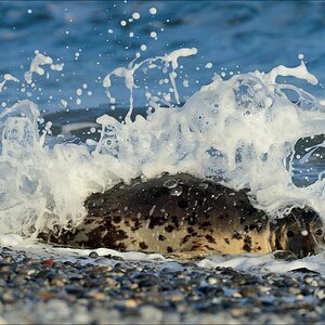 aacomp helgoland 20141229 7365