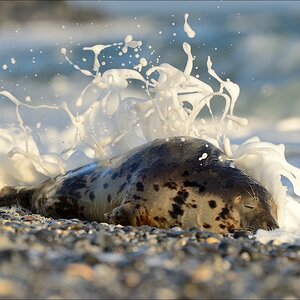 aacomp helgoland 20141228 3528