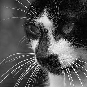 katze azoren