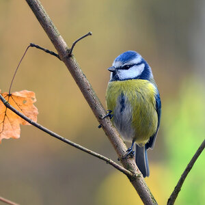 DSC 2901 Blaumeise