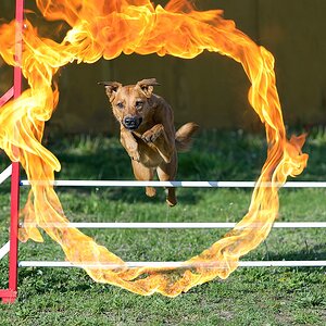 F000496flamec