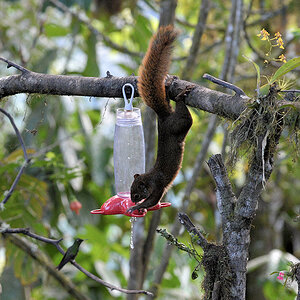 Rotbauchhörnchen am Feeder
Bella Vista Cloud Forest
3158