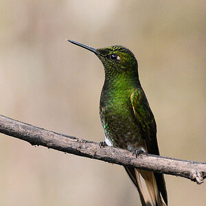 Fahlschwanzkolibri (Buff-tailed Coronet)
Bella Vista Cloud Forest
 4110 h