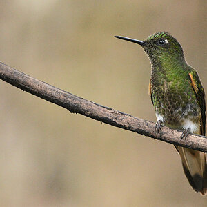 Fahlschwanzkolibri (Buff-tailed Coronet)
Bella Vista Cloud Forest
4235