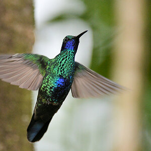 Veilchenohrkolibri
Bella Vista Cloud Forest
4075