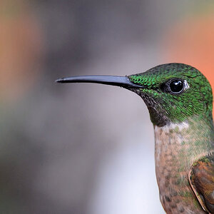 Kolibri (noch nicht indentifiziert)
Bella Vista Cloud Forest
4227a