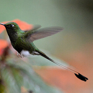 Flaggensylphe (Booted Rackettail)
Bella Vista Cloud Forest
4487
