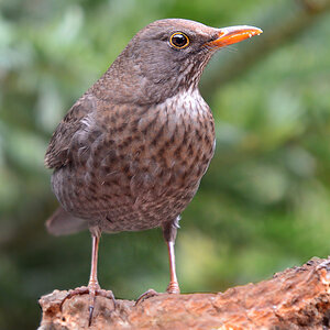 DSC 3361 Amsel w