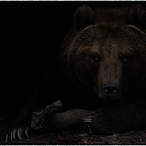Sibirische Braunbär (Ursus arctos beringianus)