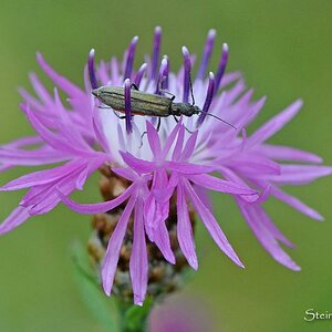 comp Wiesenflockenblume