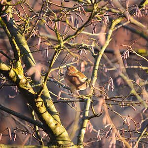 DSC 0038 Buchfink