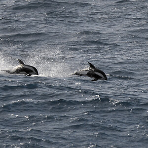 s1070 HourglasDolphins 4102