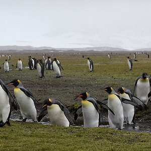s1250 Königspinguine 0931