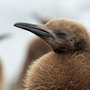 s1532 Wollpinguin 0207