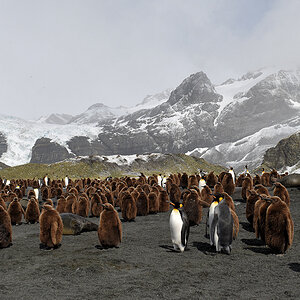 s1545 Königspinguine Berge 2103