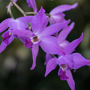 Orchidee