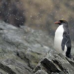 s1565 Macaroni Pinguin 1235