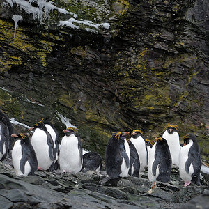 s1565 MacaroniPinguine 1081