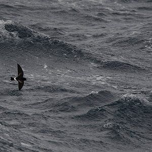 Buntfuß-Sturmschwalbe (Wilson's Storm Petrel)
5801