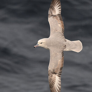 Antarktischer Eissturmvogel (Southern Fulmar)
3600 h