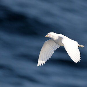 Weißgesicht Scheidenschnabel (Snowy Sheathbill)
 4242