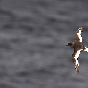 Antarktischer Sturmvogel (Antarktis Petrel)
4530
