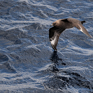 Braunskua auch Subantarktiksskua genanne (Brown Skua) 4880