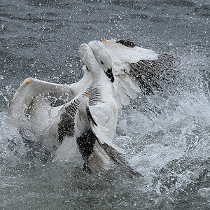 Magellan Gans (Upland Goose)
Carcass Island
9322