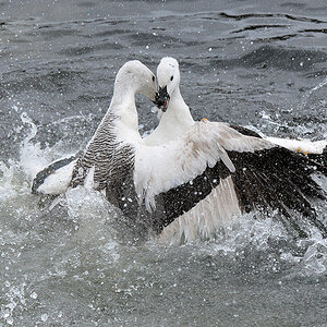 Magellan Gans (Upland Goose)
Carcass Island
9360